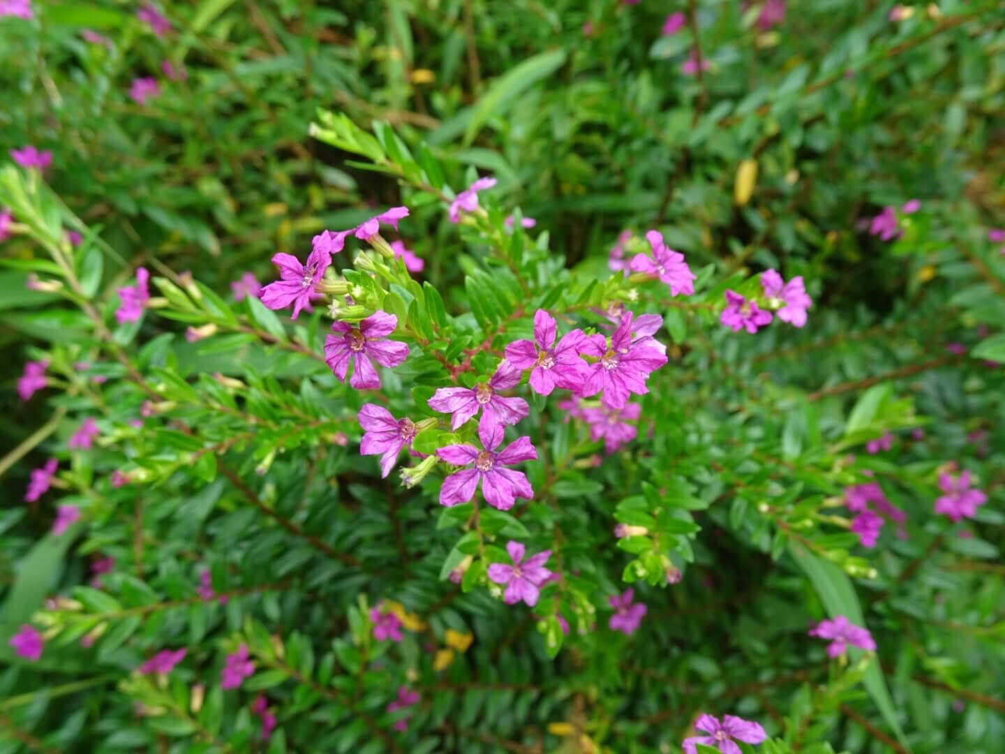 Cuphea hyssopifolia